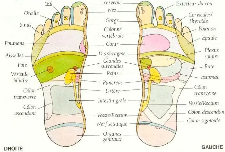 Réflexologie plantaire